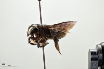 Media type: image;   Entomology 791861 Aspect: habitus lateral view
